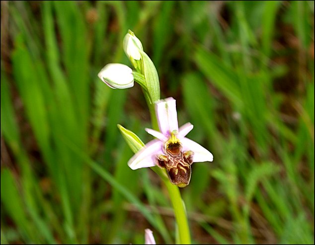 Ophrys scolopax 5