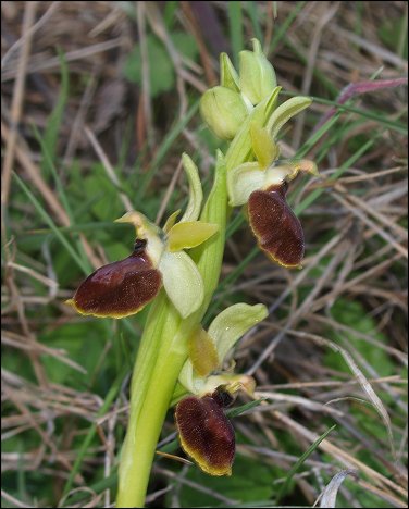 Ophrys sphegodes 5
