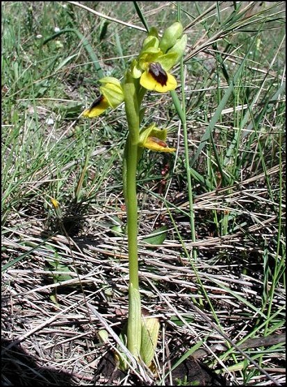Ophrys jaune 1