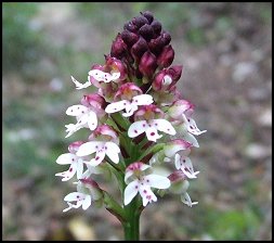 Orchis brl