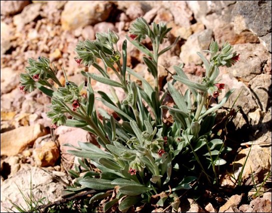 Pardoglossum cheirifolium 1