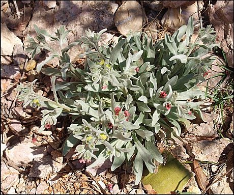 Pardoglossum cheirifolium 3