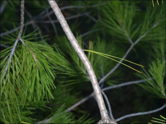 Pinus halepensis 6