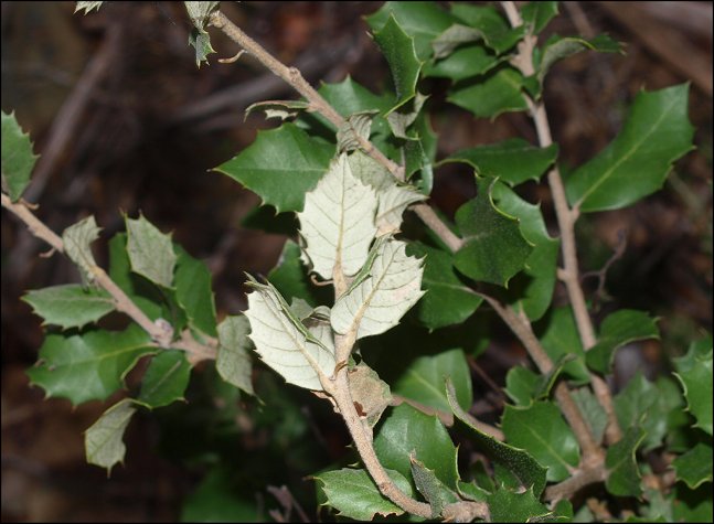Quercus ilex 29