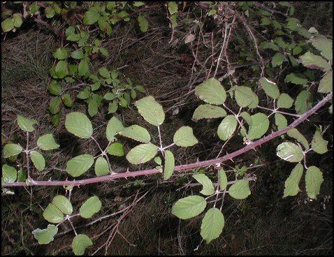 Rubus ulmifolius 1