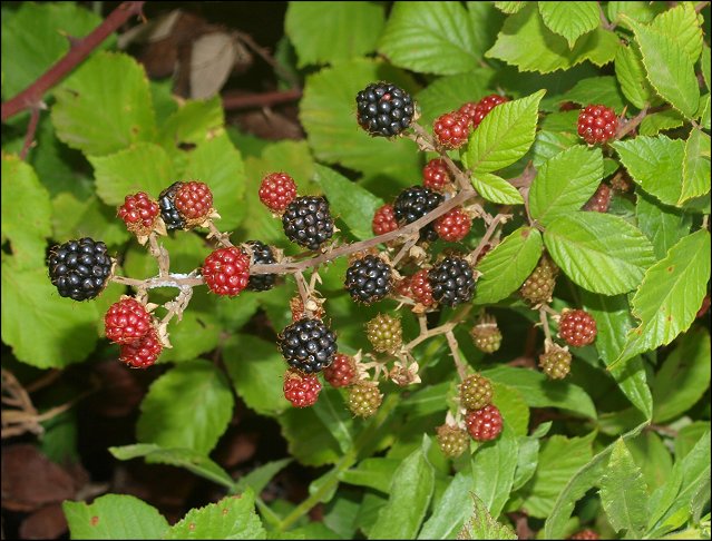Rubus ulmifolius 8