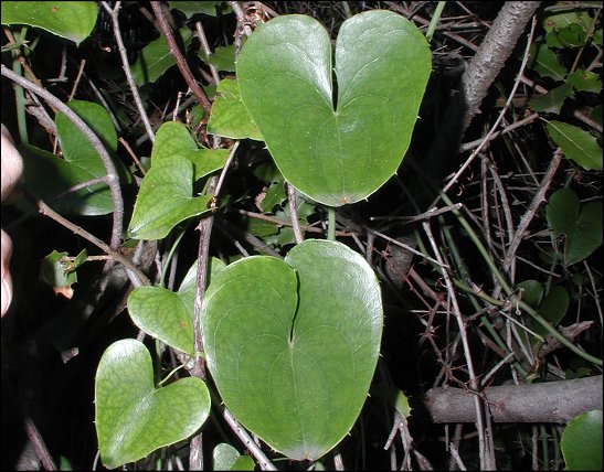 Smilax, feuilles 1