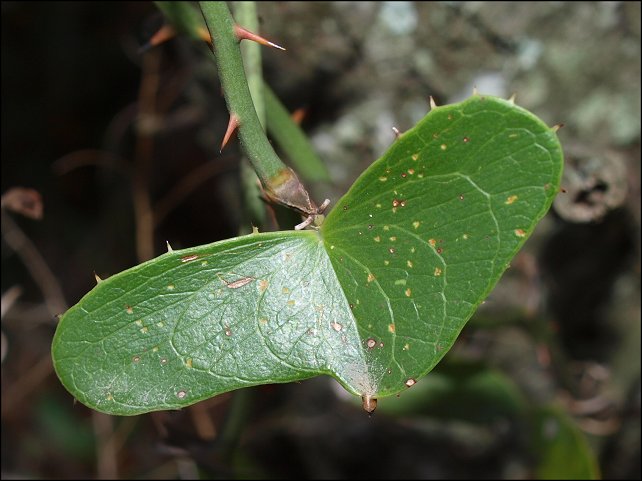 Smilax, feuilles 4