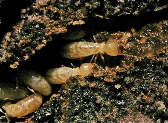 Termites 6