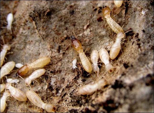 Termites 7